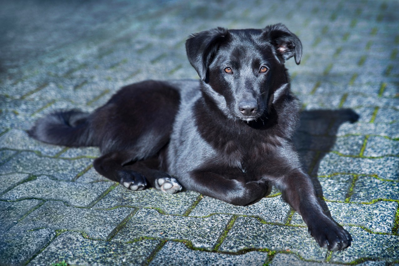 Tierfotografie vom professionellen Fotografen in Heusenstamm: Hundeshooting